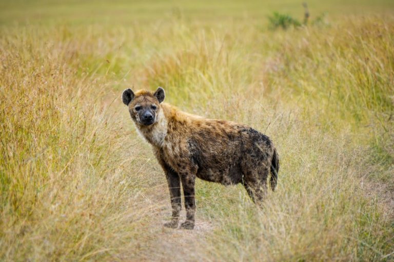 Photo Maasai Mara