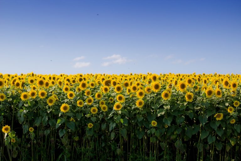 Photo Sunflower field