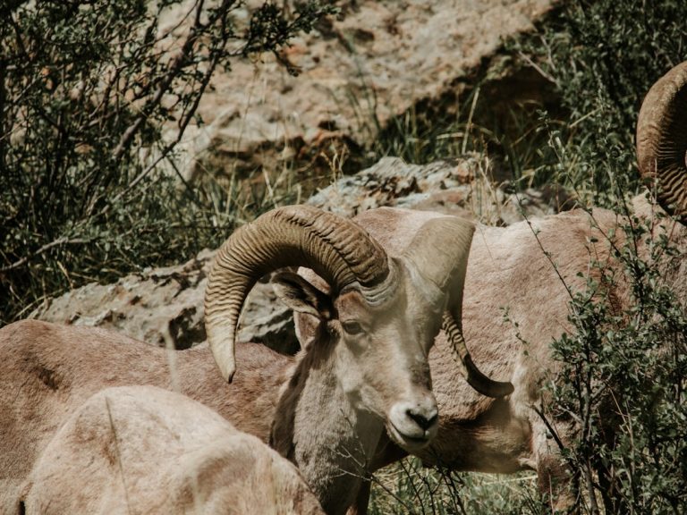 Photo Garden of the Gods