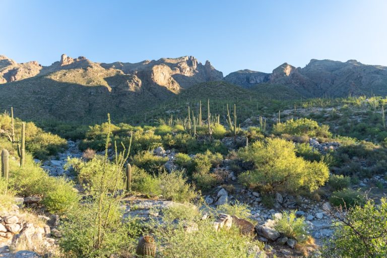 Photo Saguaro Cactus