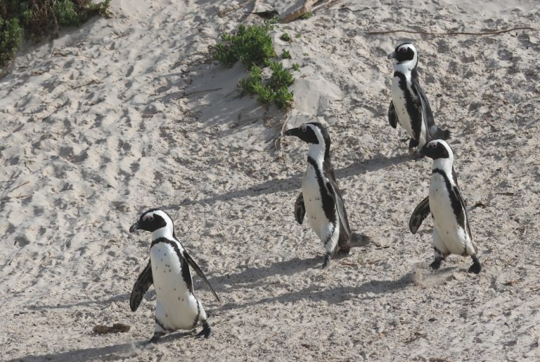 Photo Penguin colony