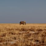 Photo Etosha Pan