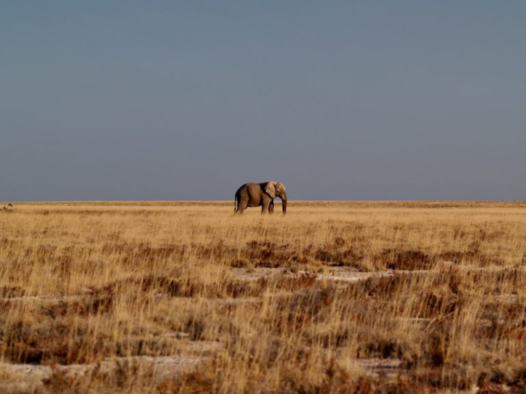 Photo Etosha Pan