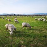 Photo Sheep grazing