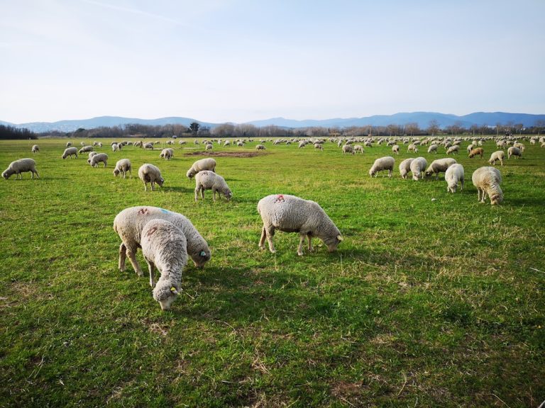 Photo Sheep grazing