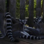 Photo Lemur in rainforest