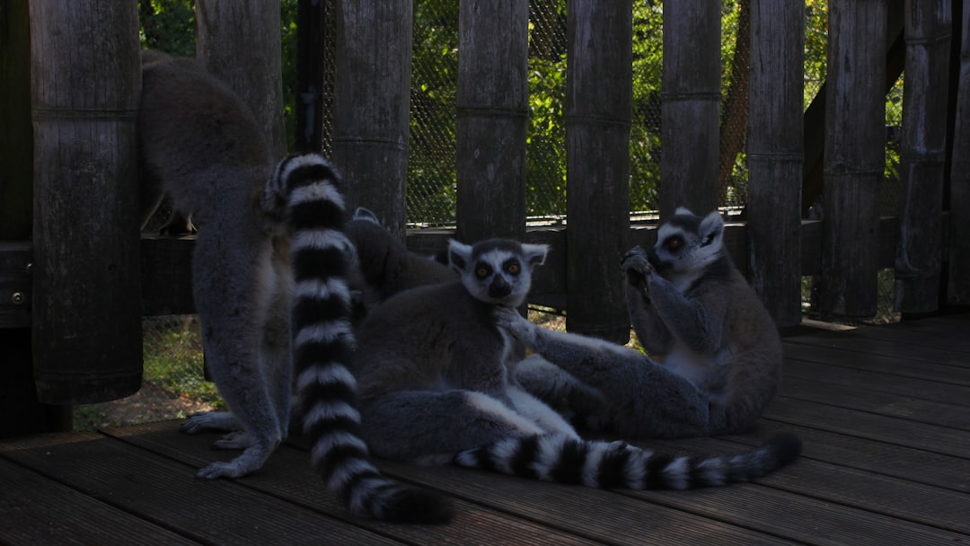 Photo Lemur in rainforest