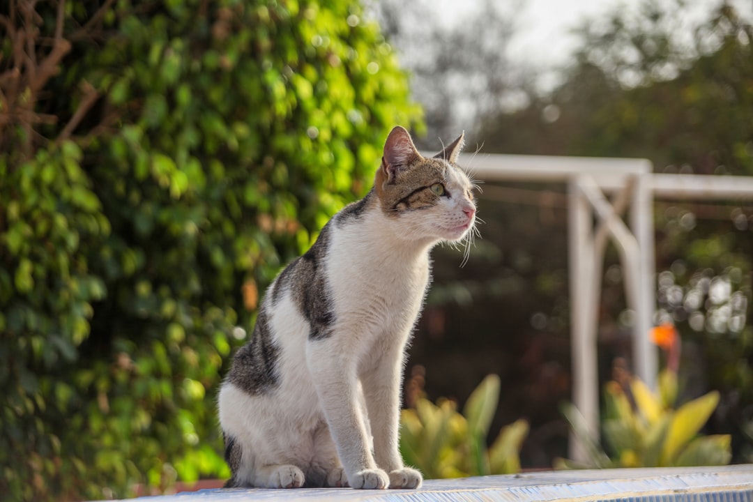 Photo Manx cat