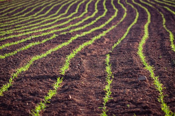 Photo Field of corn