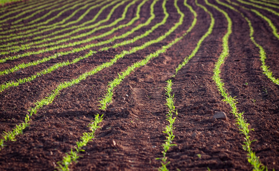 Photo Field of corn